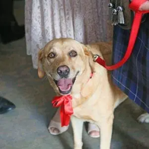 CAHW (363) copy CAHW 363 copy