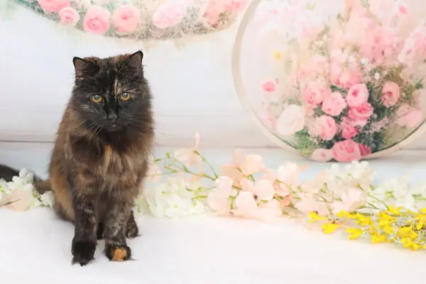 Cat on pink floral copy - Copy